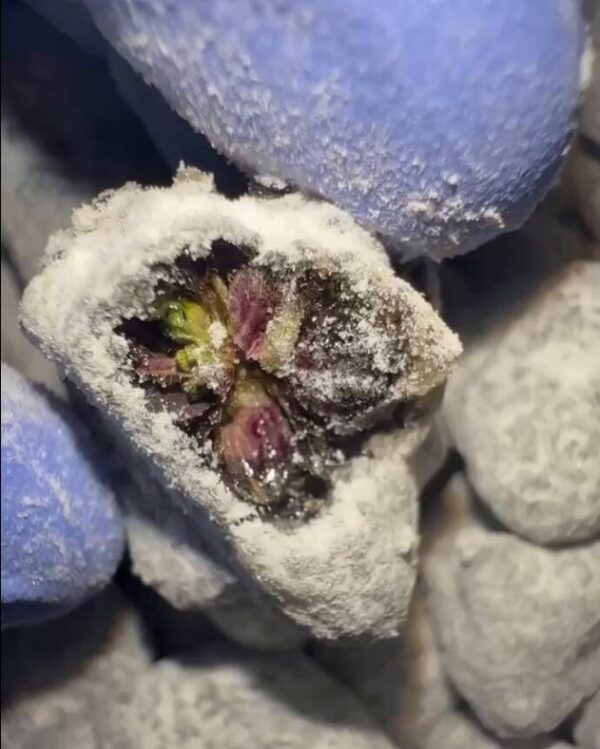 Zaba Icecapz Weed